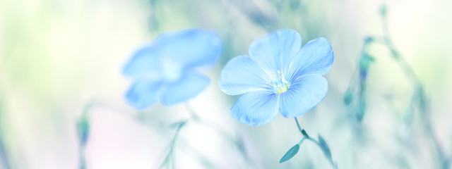 Blue flax flowers on a gentle pastel background, border. Spring beautiful flowers. Selective soft focus.