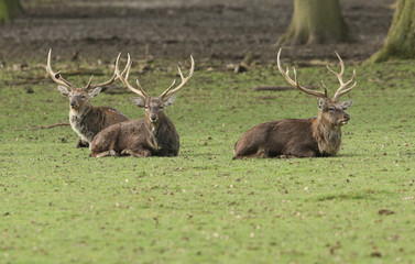 Three magnificent Manchurian Sika Deer Stags, Cervus nippon mantchuricus, lying down resting in a meadow.