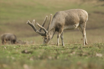 A stunning stag Milu Deer, also known as Pére David's, Elaphurus davidianus, feeding in a meadow in winter.