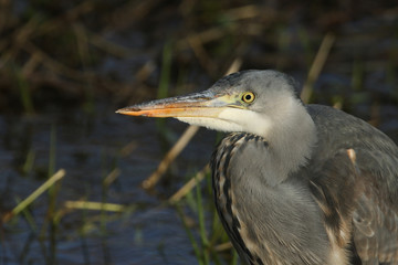 A head shot of a magnificent hunting Grey Heron, Ardea cinerea, standing at the edge of a river.