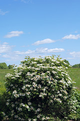  viburnum  blooming  flowers brunch   in garden  with copy space in minimal style, template for lettering,