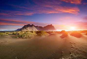 Famous grass hills with magical lupine flowers near Stokksnes cape, Vestrahorn (Batman Mountain), Iceland, Europe. Popular tourist attraction. Beauty world. Black sand dunes on the beach. Postcard.