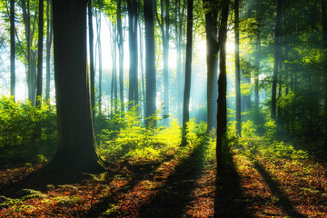 Beautiful sunrise in green forest