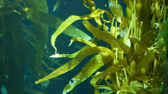 Light rays filter through a Giant Kelp forest. Macrocystis pyrifera. Diving, Aquarium and Marine concept. Underwater close up of swaying Seaweed leaves. Sunlight pierces vibrant exotic Ocean plants.