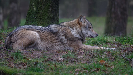 Grey Wolf in Forrest