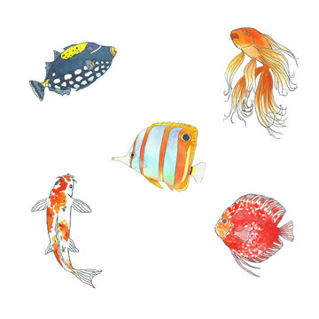Set of 5 fishes: clown trigger, golden, butterfly, koi and discus. Hand drawing sketch on white background. Watercolor illustration can be used in greeting cards, posters, flyers, banners, logo