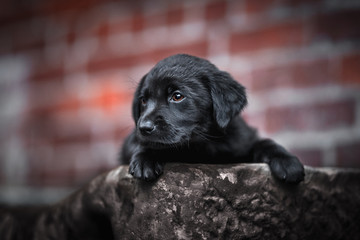 Labrador Welpen auf Entdeckungsreise