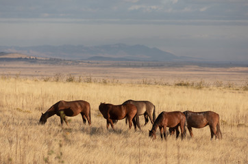 Fototapeta na wymiar Wild Horses in Fall in the Utah desert