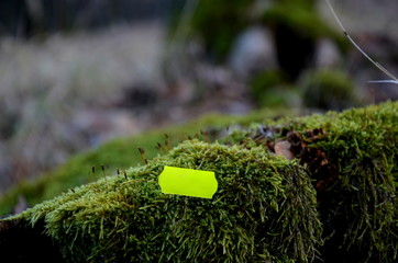 An old moss-covered tree stump is plastered with a price tag with the inscription and encourages...