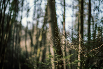 The small branch in the tree in the forest