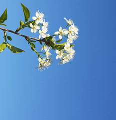 Branch of cherry tree with spring flowers and leaves