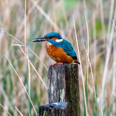 Male Kingfisher (Alcedo atthis) sitting in woodland on a winter day