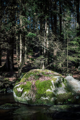 A small tree on a rock in the river I