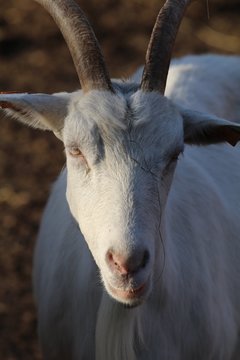 koza
