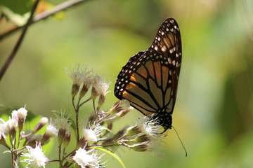 Fototapeta premium Mariposa