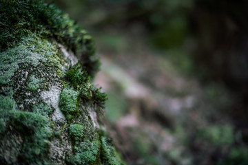 The moss on the rocks in the forest I