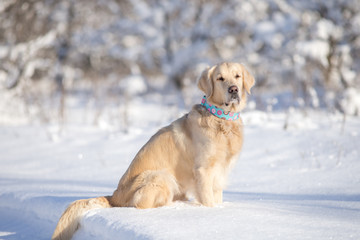 dog golden retriever show