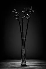 bamboo in a vase with studio light in black and white fine art