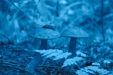 Beautiful picture of a mushroom in the forest in the trendy classic blue color of the year.