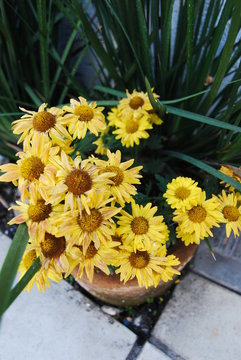 Yellow Mexican Daisies in pot