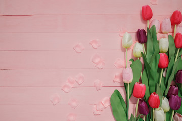 Beautiful tulips on pink background.