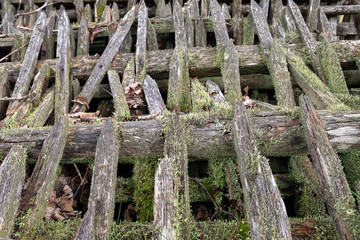 Nature background. Moss, fungus on old wood boards closeup . Old wood boards with moss and fungus