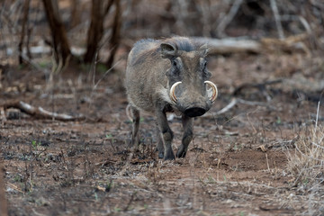 Warthog, wild pig in the wilderness of Afica