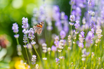 Summer nature view of a beautiful butterfly with colorful meadow flowers and lavender. Dream blur...