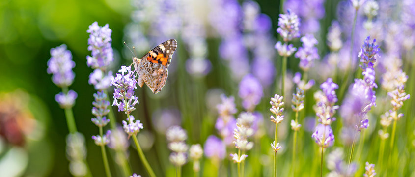 Summer nature view of a beautiful butterfly with colorful meadow flowers and lavender. Dream blur nature. Natural summer scene under sunlight. Natural green plants landscape as a background banner