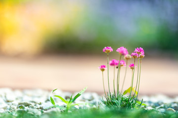 Fantastic pink little flowers, nature beautiful on blurred background, toning design spring nature