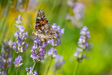 Summer nature view of a beautiful butterfly with colorful meadow flowers and lavender. Dream blur nature. Natural summer scene under sunlight. Natural green plants landscape as a background banner