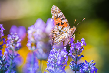 Summer nature view of a beautiful butterfly with colorful meadow flowers and lavender. Dream blur nature. Natural summer scene under sunlight. Natural green plants landscape as a background banner