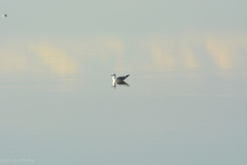 oiseau en reflet sur l'eau