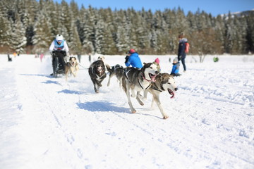 Sled dog racing on snow in winter time. Husky sled dogs in harness pull a sled with dog driver.