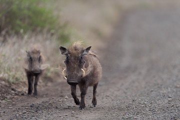 Warthog, wild pig in the wilderness of Afica