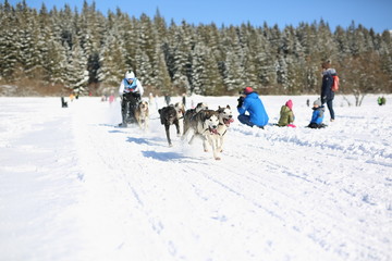 Sled dog racing on snow in winter time. Husky sled dogs in harness pull a sled with dog driver.