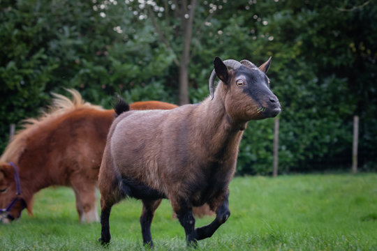 Goat farm animal close portret