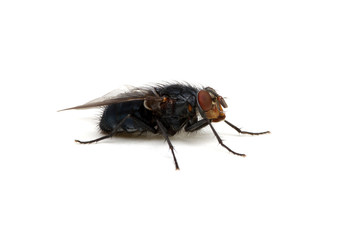 fly isolated on a white