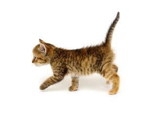 Cat isolated on white