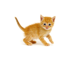 Ginger cat sitting on white