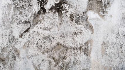 White cement wall with cracks And black donkey
