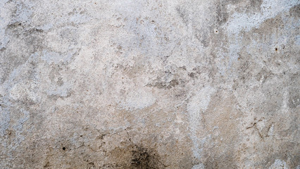 White cement wall with cracks And black donkey