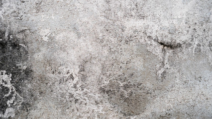 White cement wall with cracks And black donkey