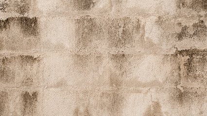 White cement wall with cracks And black donkey