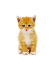 Ginger cat sitting on white