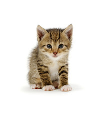 Funny striped kitten sitting on white