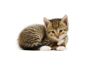 Obraz premium Сat lies and looks at camera