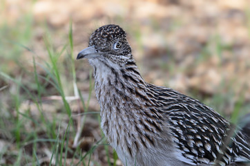 Portrait of a Greater Roadrunner taken in Detah Valley National Park.