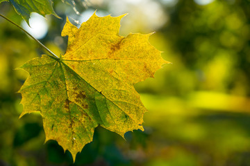 Blatt im Herbst