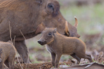 Warthog Baby, baby pig, wild pig